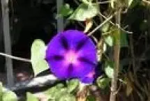 Photograph of Morning Glory B&B, Paris