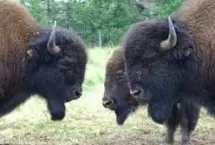 Photograph of Buffalo Safari!, Bouctouche