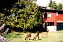 Photograph of The Harvey Guest House, Prince Rupert