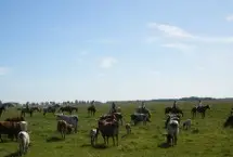 Photograph of Texas Longhorn Ranch, Strathroy