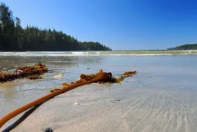Photograph of Pacheedaht Campgrounds, Port Renfrew