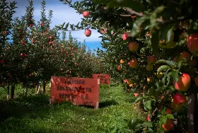 Photograph of Davison Orchards, Vernon