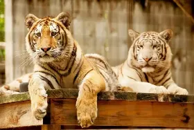 Photograph of Elmvale Jungle Zoo, Elmvale